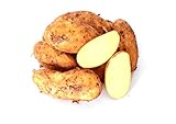 Kartoffeln Speisekartoffeln Annabelle 1-25 KG frische Ernte 2022 festkochend Salatkartoffel zum Grillen für Kartoffelsalat, Pellkartoffeln, Bratkartoffeln, Pommes Frites, Butterkartoffeln (10)